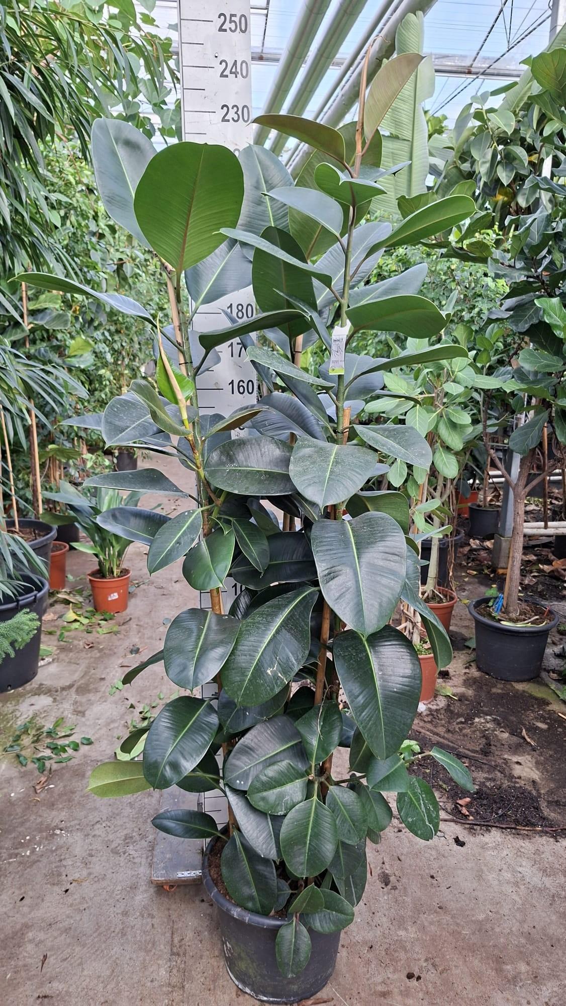 Горшечные цветы и растения оптом Ficus El Robusta Branched от 1шт из Голландии с доставкой по России