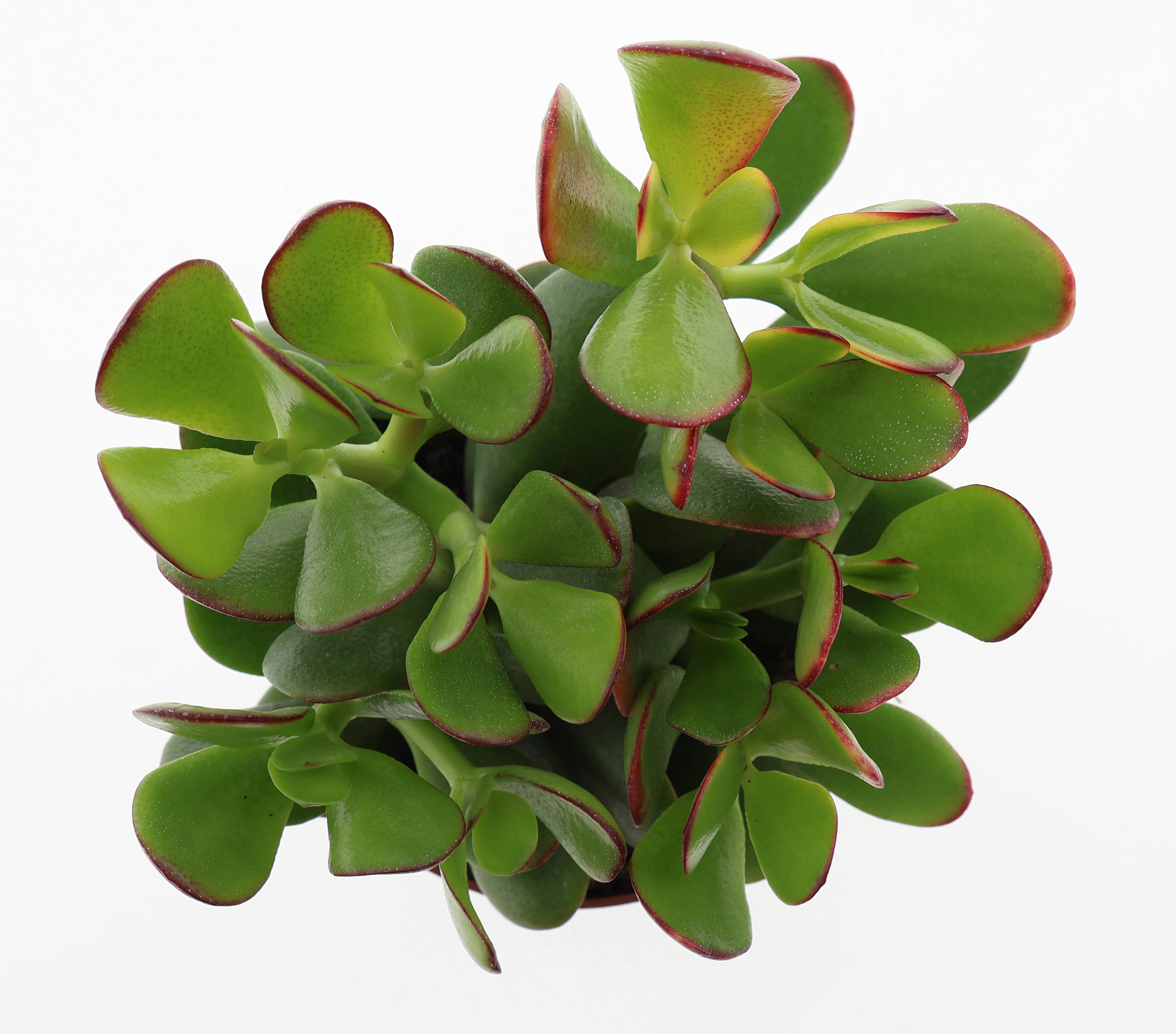 Горшечные цветы и растения оптом Crassula Ovata Sunset от 6шт из Голландии с доставкой по России