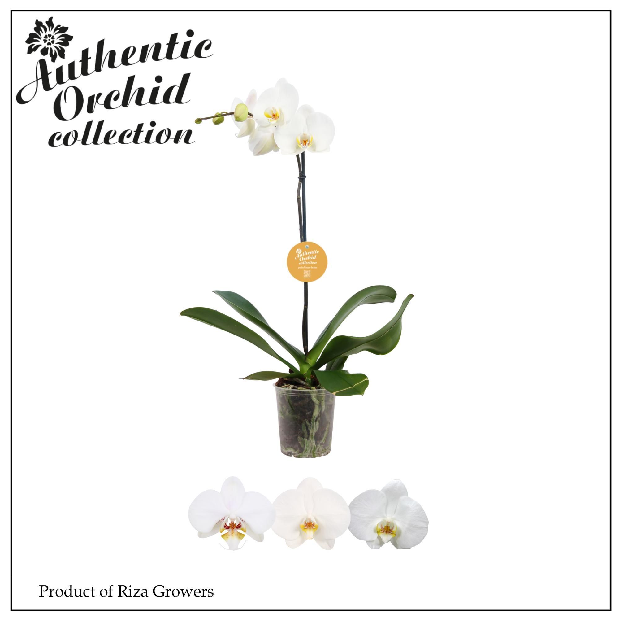 Горшечные цветы и растения оптом Phal 3st White Bigflower 20+ (mimesis) от 10шт из Голландии с доставкой по России