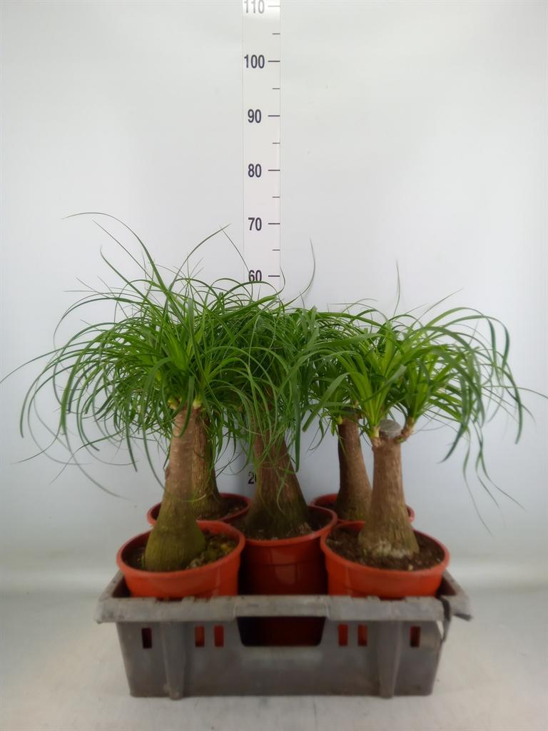 Горшечные цветы и растения оптом Beaucarnea Recurvata от 5шт из Голландии с доставкой по России