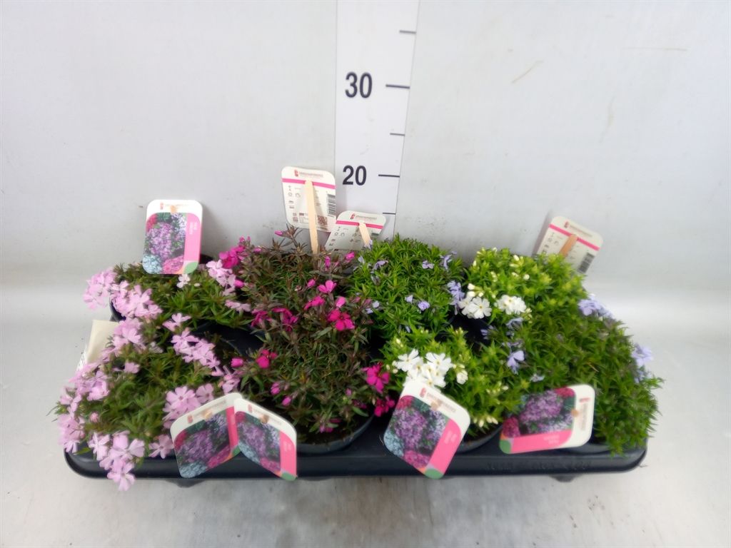 Горшечные цветы и растения оптом Phlox Sub. от 8шт из Голландии с доставкой по России