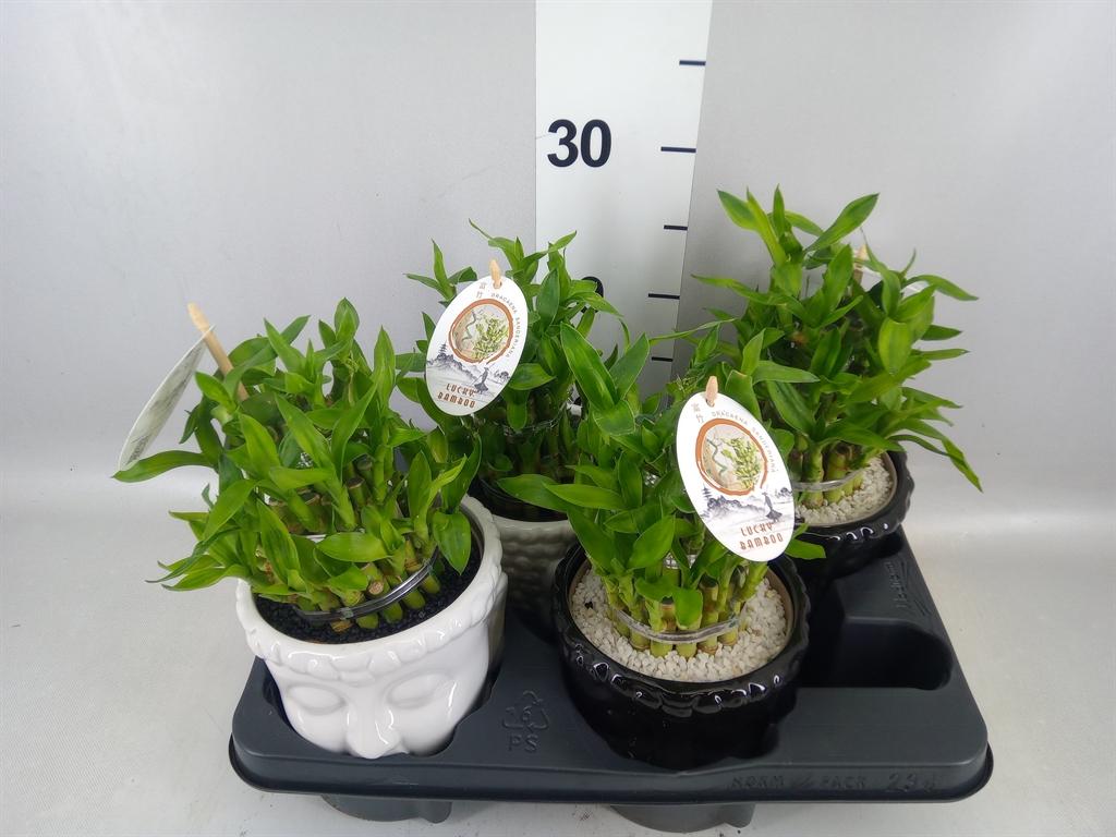 Горшечные цветы и растения оптом Dracaena Sand. lucky Bamboo ..pyr от 4шт из Голландии с доставкой по России