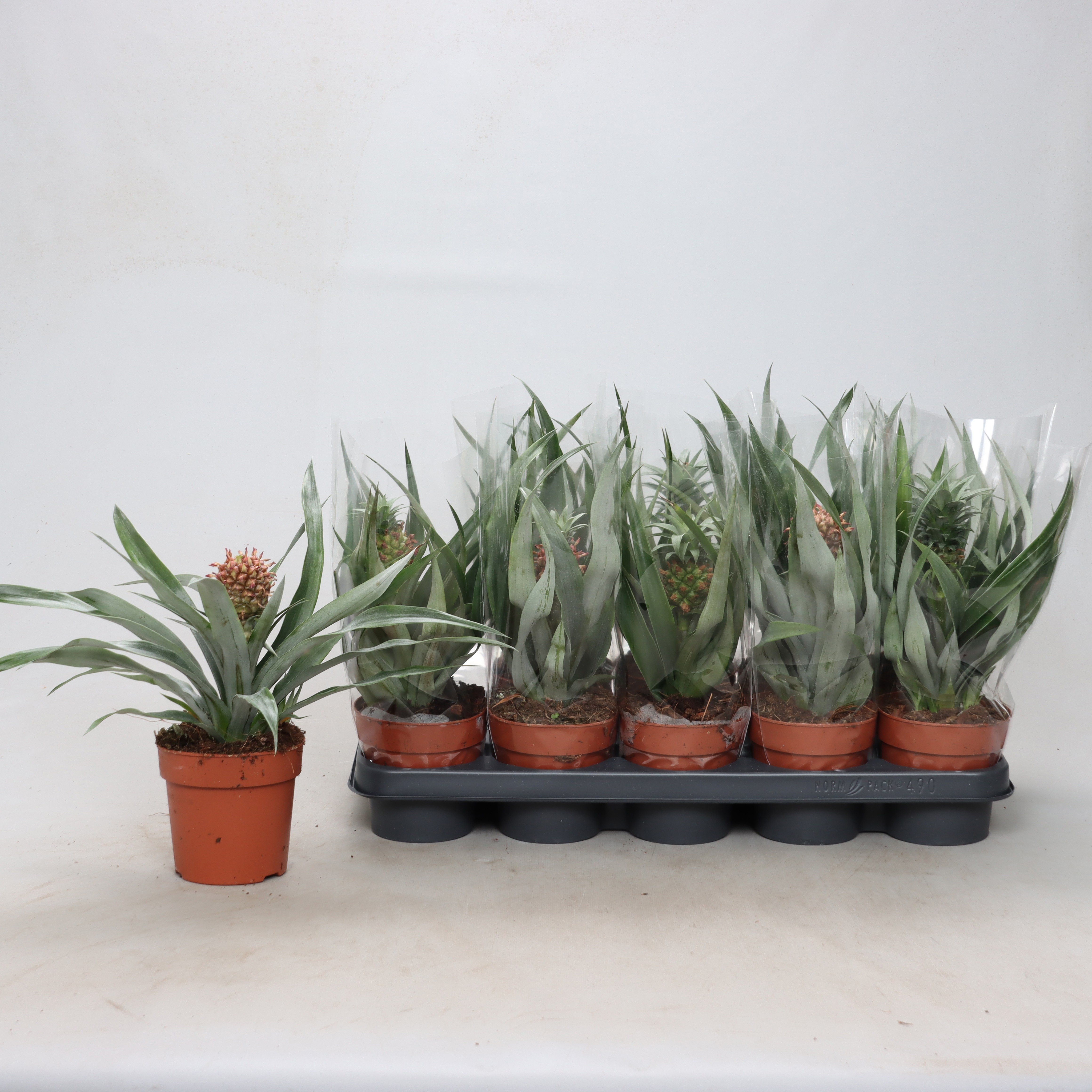 Горшечные цветы и растения оптом Ananas Mix * Spring Deal * от 10шт из Голландии с доставкой по России