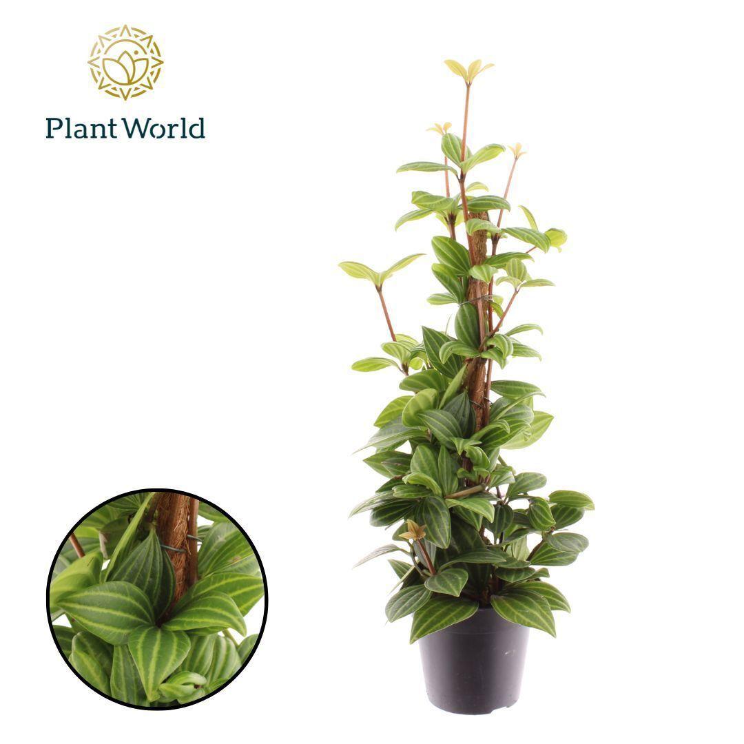 Горшечные цветы и растения оптом Peperomia Rocca Alto Mosstok от 10шт из Голландии с доставкой по России