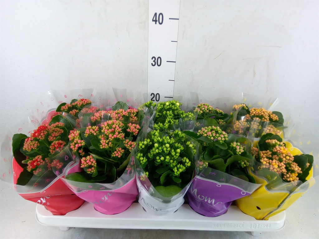 Горшечные цветы и растения оптом Kalanchoe Blos.   ..rosebud Mix  5 от 10шт из Голландии с доставкой по России