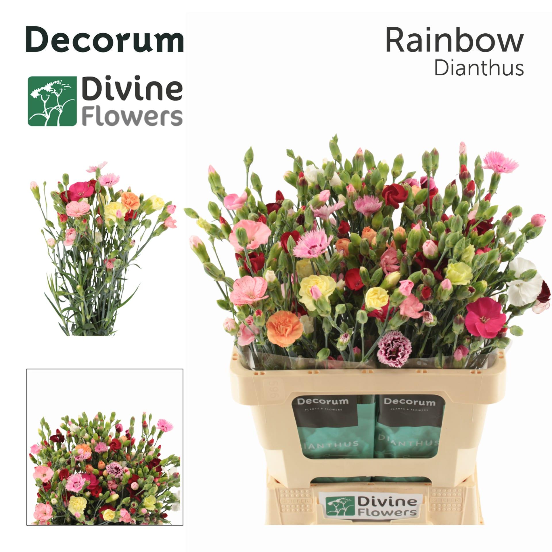 Срезанные цветы оптом Dianthus sp rainbow от 60шт из Голландии с доставкой по России