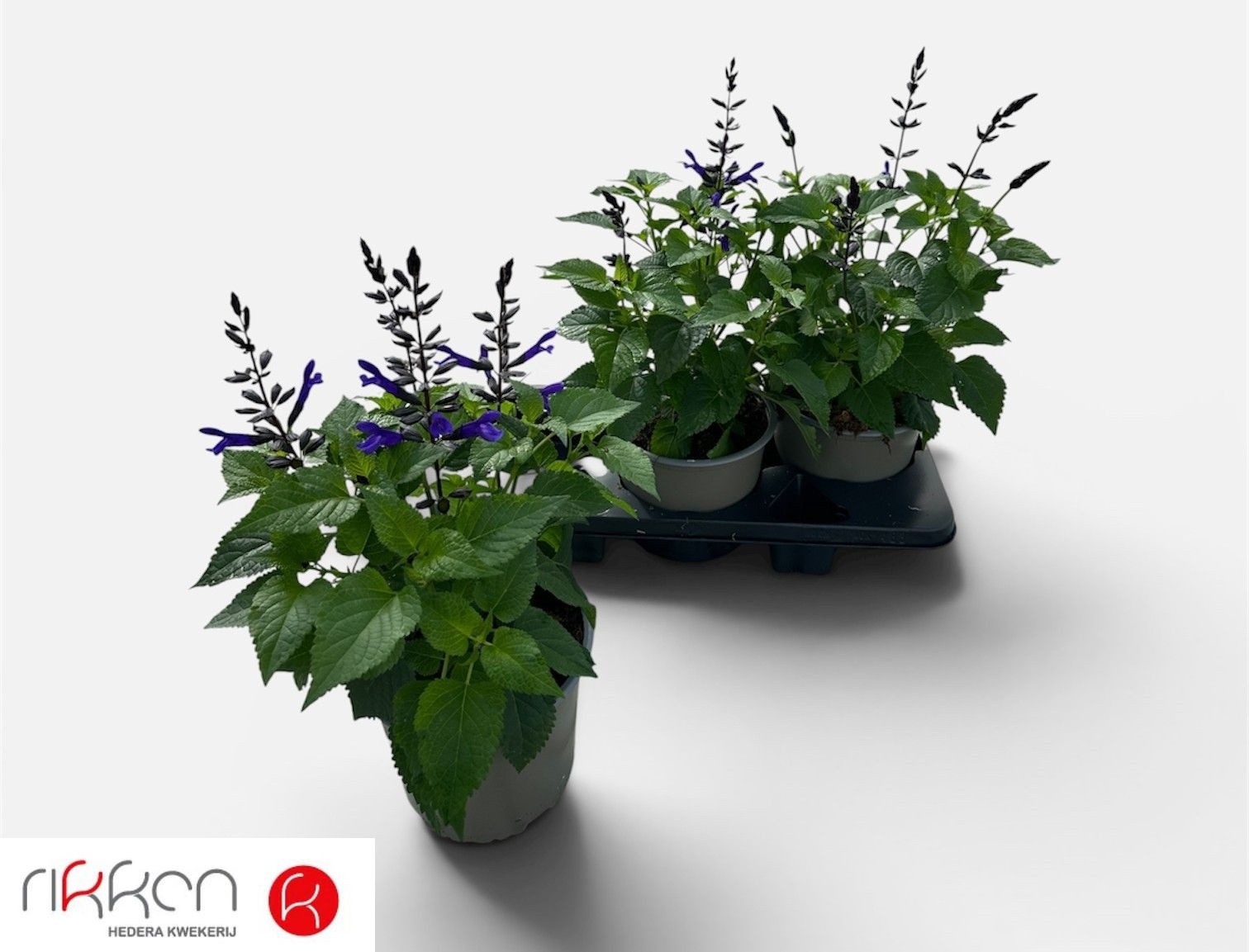 Горшечные цветы и растения оптом Salvia Lake Blueberr от 3шт из Голландии с доставкой по России