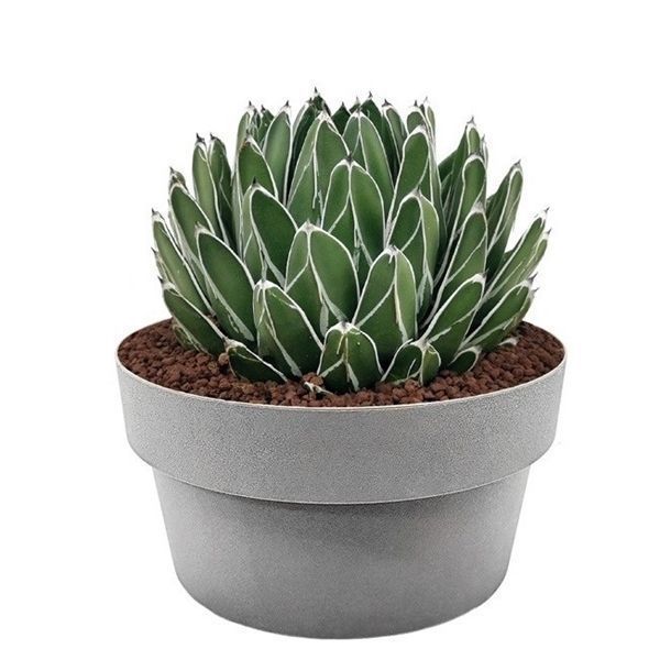 Горшечные цветы и растения оптом Agave Victoriae Reginae от 1шт из Голландии с доставкой по России