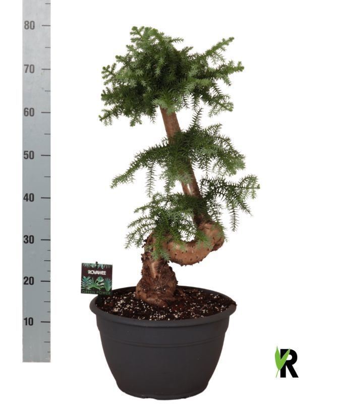 Горшечные цветы и растения оптом Araucaria   ... от 1шт из Голландии с доставкой по России