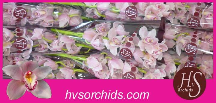 Срезанные цветы оптом Cymbidium pink california delmonte от 10шт.. из Голландии с доставкой по России