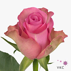 Срезанные цветы оптом Rosa large royal jewel от 60шт из Голландии с доставкой по России