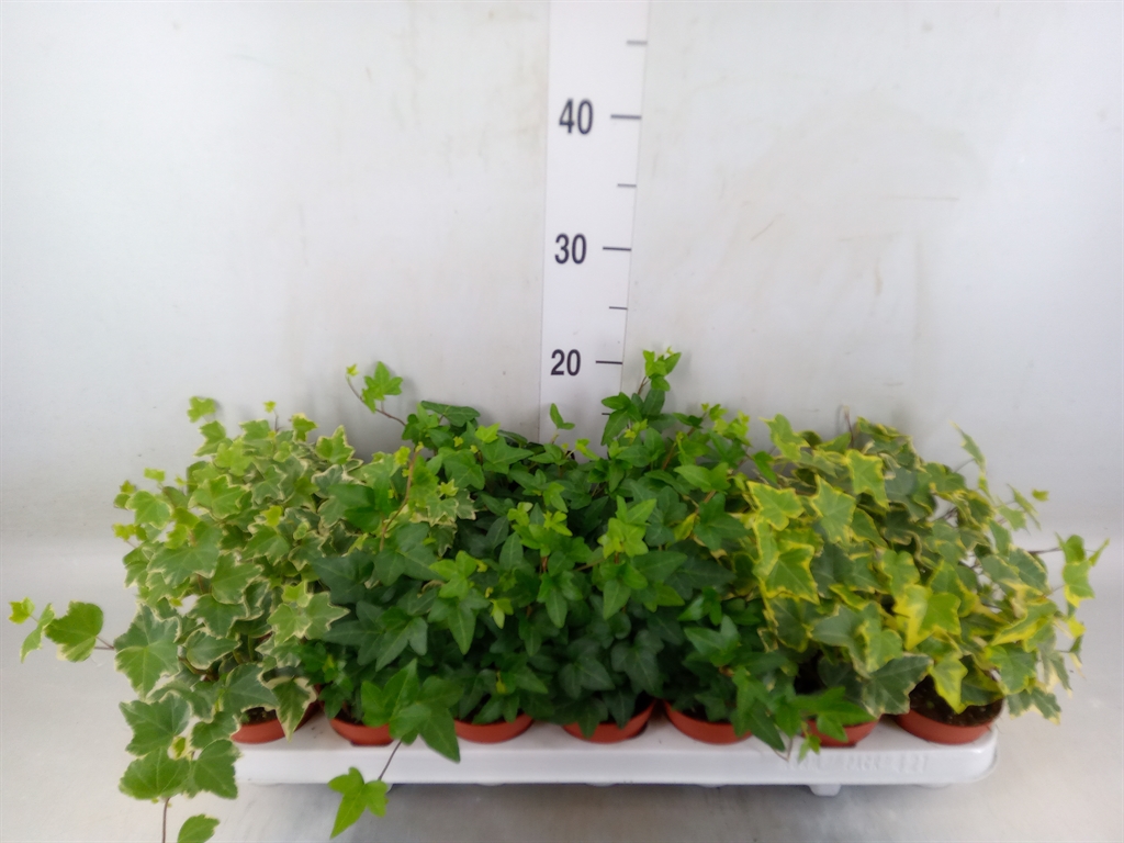 Горшечные цветы и растения оптом Hedera   ...mix от 21шт (для телеги) из Голландии с доставкой по России