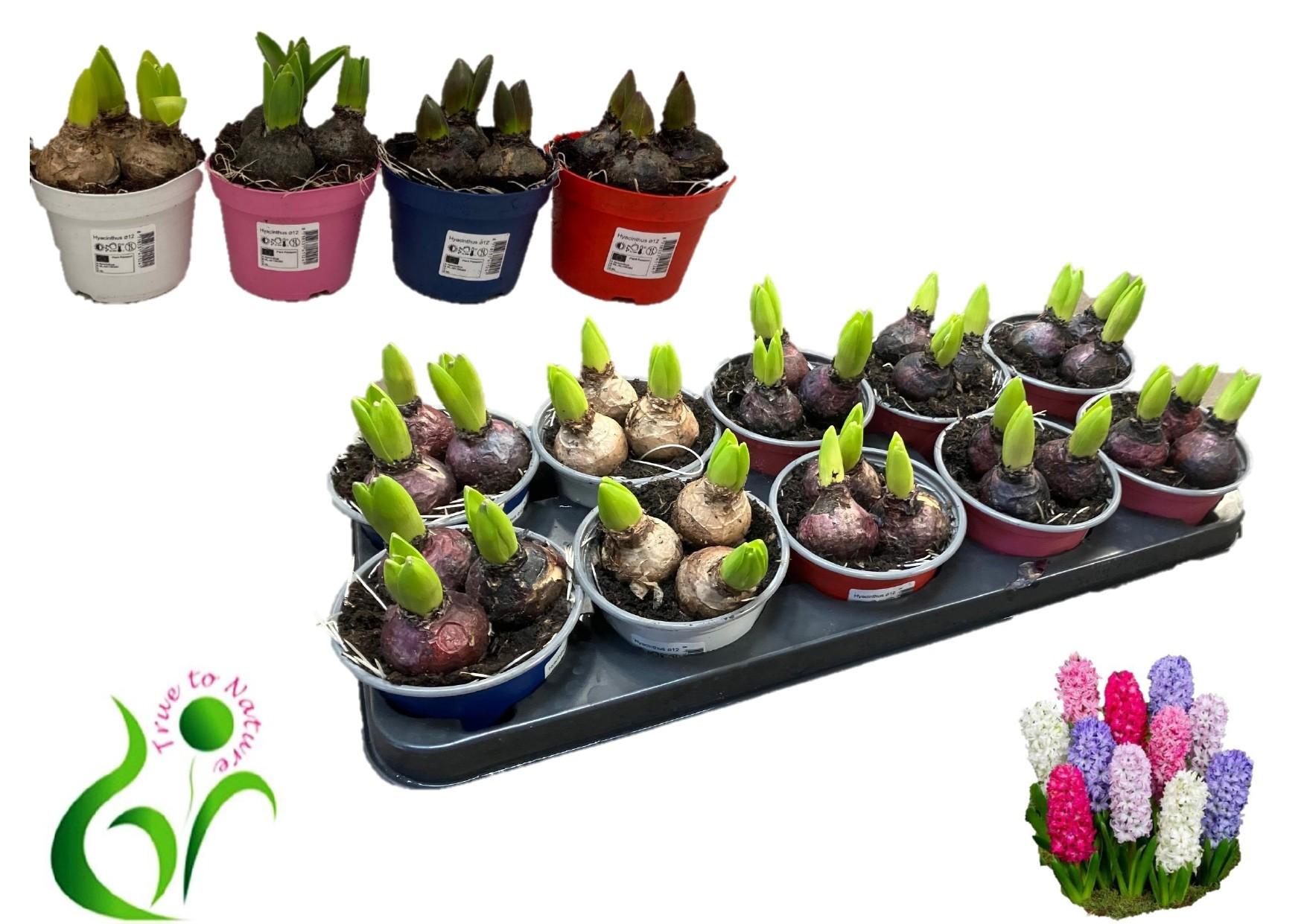 Горшечные цветы и растения оптом Hyacin Gem 4 Kl от 10шт из Голландии с доставкой по России