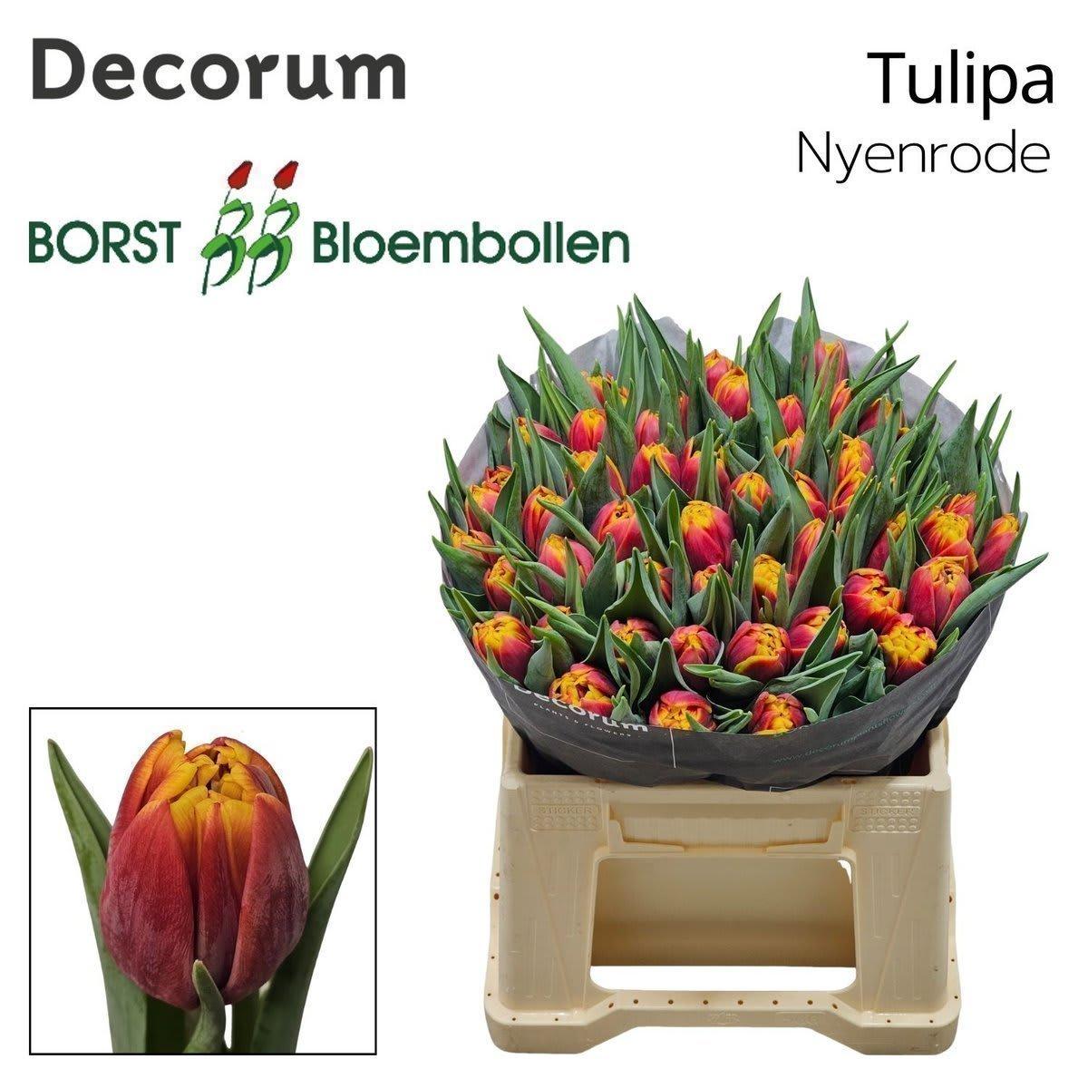 Срезанные цветы оптом Tulipa do nyenrode от 50шт из Голландии с доставкой по России