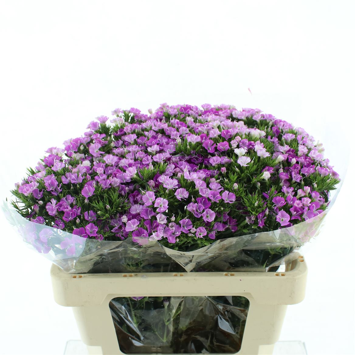 Срезанные цветы оптом Dianthus br amazon lavender magic от 50шт из Голландии с доставкой по России