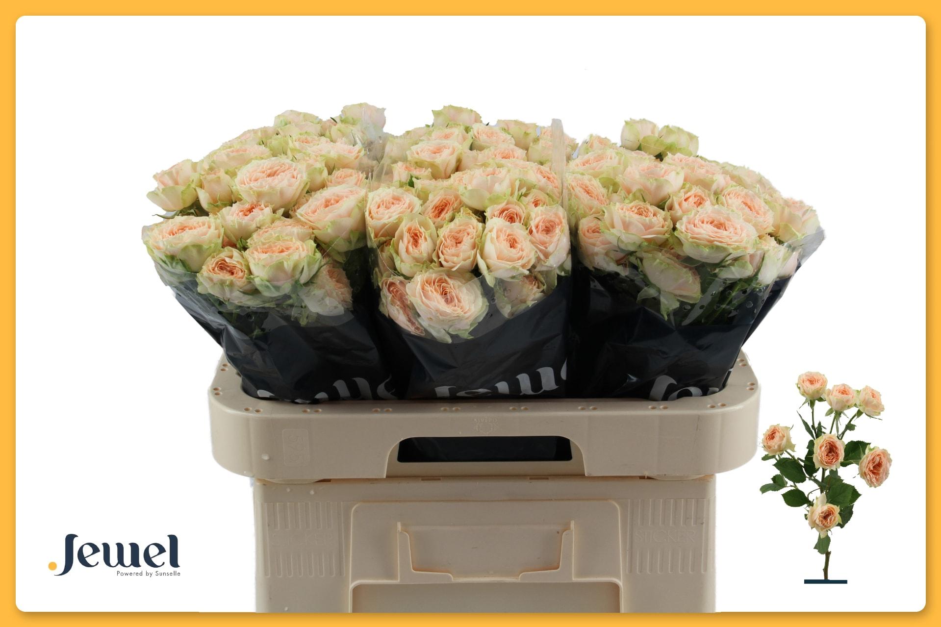 Срезанные цветы оптом Rosa spray holly от 30шт из Голландии с доставкой по России