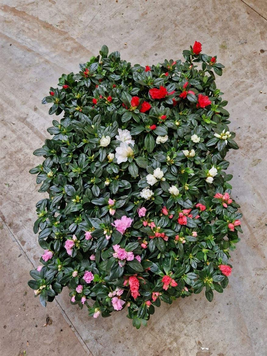 Горшечные цветы и растения оптом Azalea Flandresse Mix Budget от 6шт из Голландии с доставкой по России