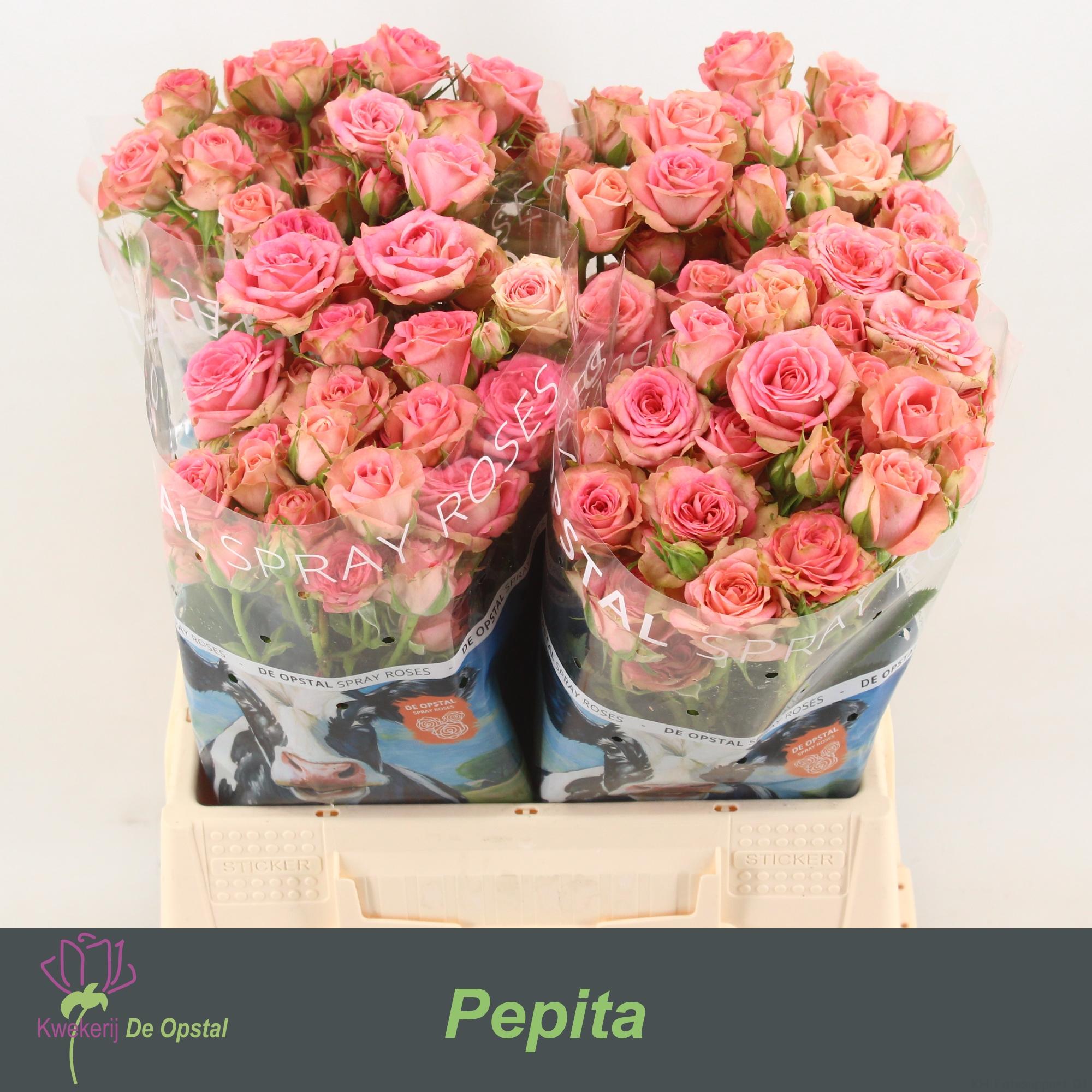 Срезанные цветы оптом Rosa spray pepita от 40шт из Голландии с доставкой по России