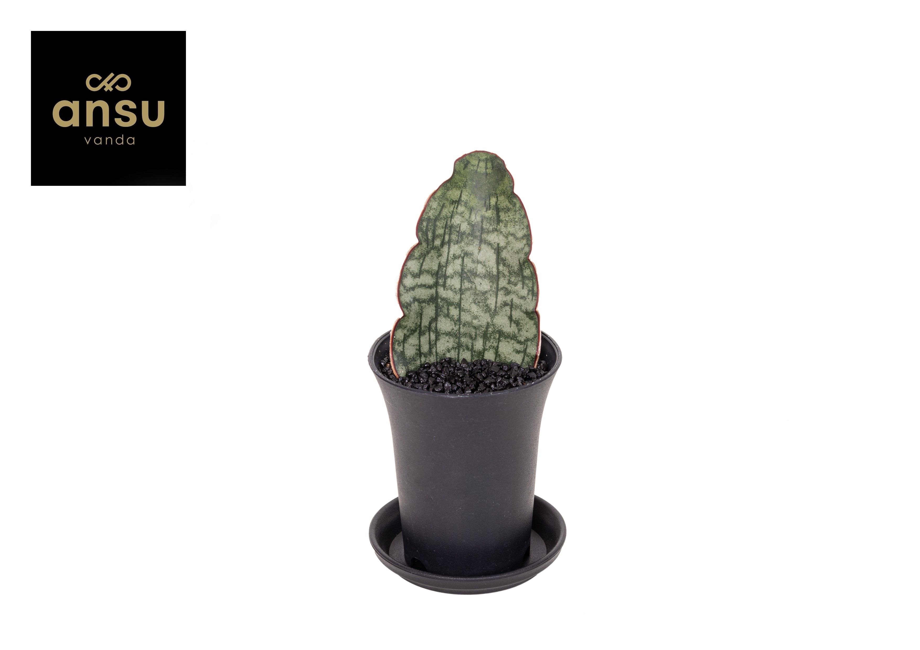 Горшечные цветы и растения оптом Sansevieria Star Green Granite от 9шт (для телеги) из Голландии с доставкой по России