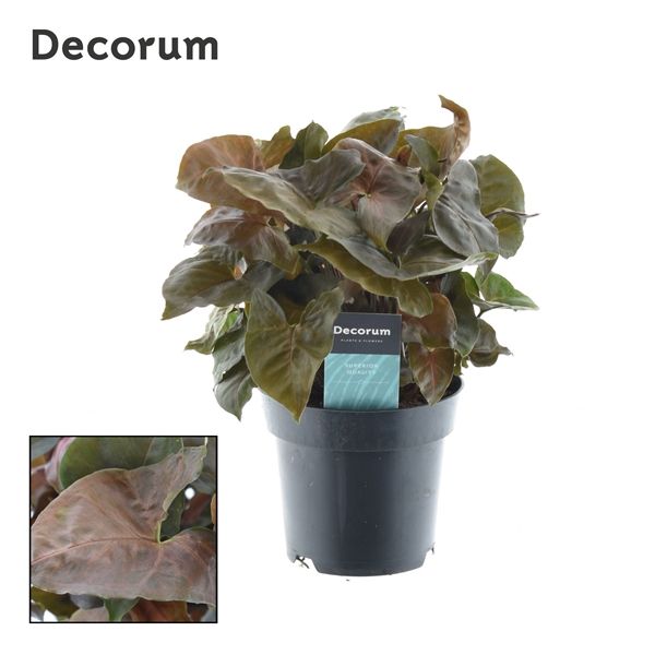 Горшечные цветы и растения оптом Syngonium Red Heart Feel Green (decorum) от 6шт из Голландии с доставкой по России