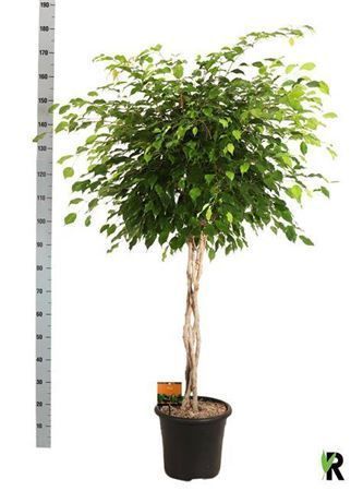 Горшечные цветы и растения оптом Ficus Be Exotica Twisted Stem от 1шт из Голландии с доставкой по России