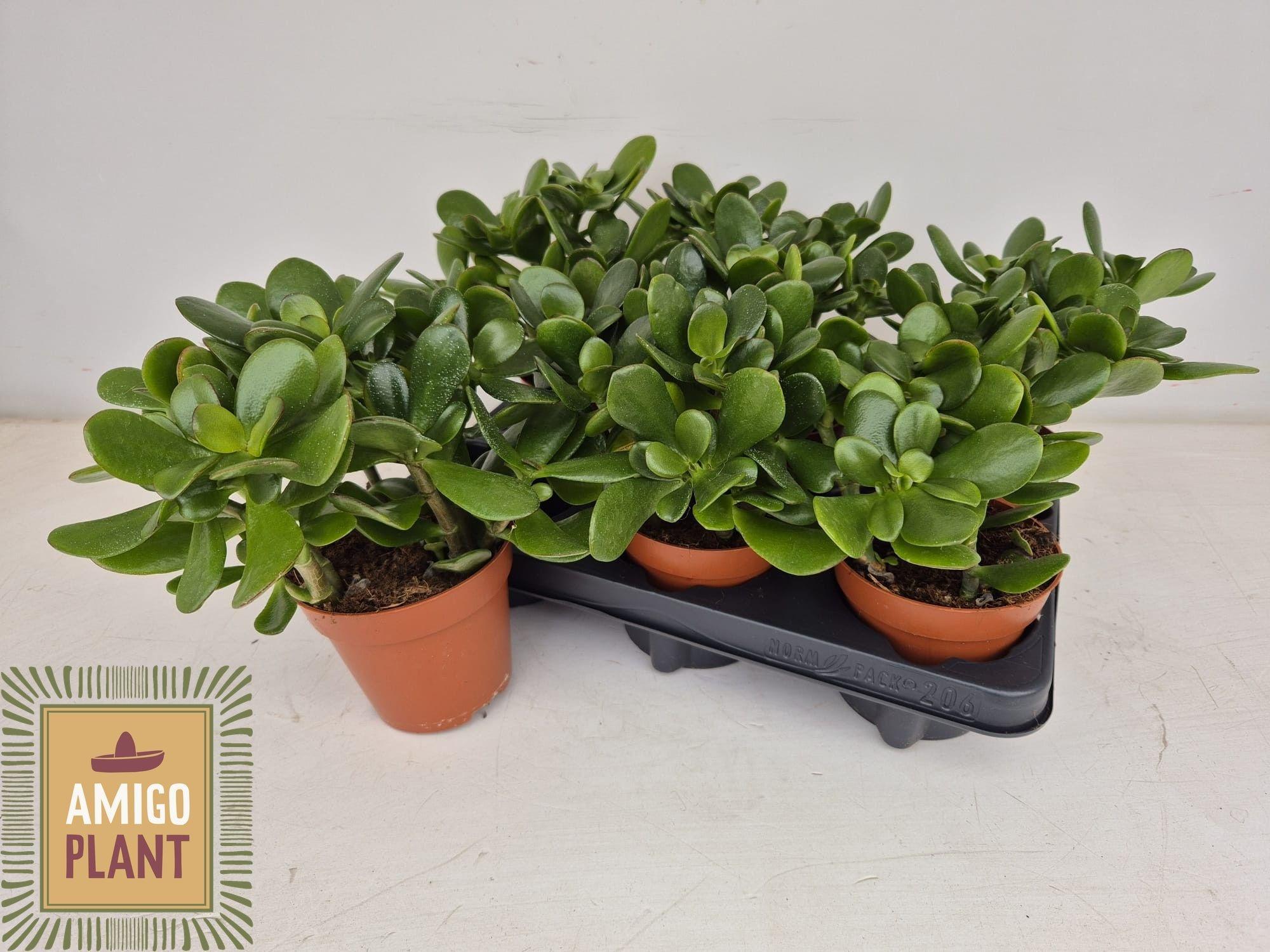 Горшечные цветы и растения оптом Crass Ovata от 6шт из Голландии с доставкой по России