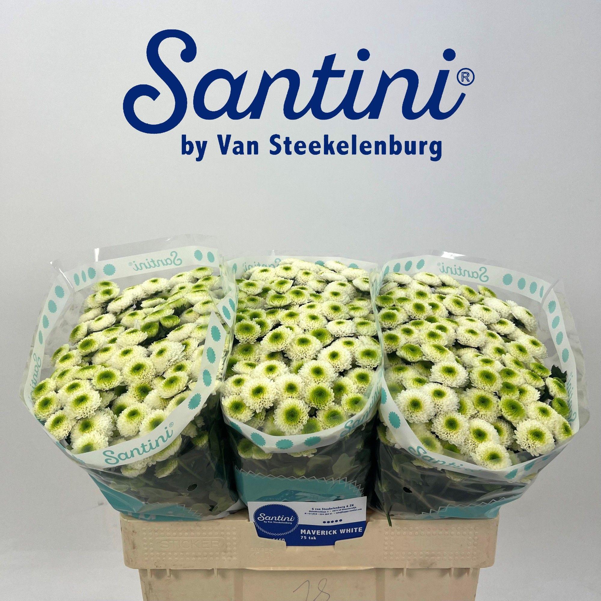 Срезанные цветы оптом Chrys sa maverick white от 75шт из Голландии с доставкой по России