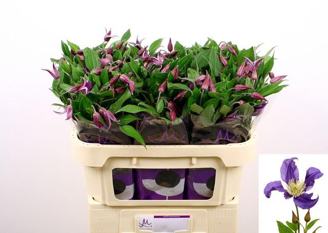 Срезанные цветы оптом Clematis pirouette от 80шт из Голландии с доставкой по России