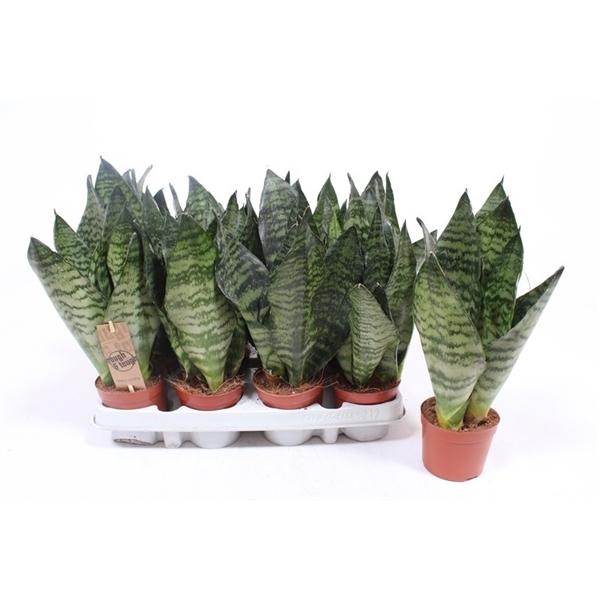 Горшечные цветы и растения оптом Sansevieria Zeylanica Compacta от 12шт (для телеги) из Голландии с доставкой по России