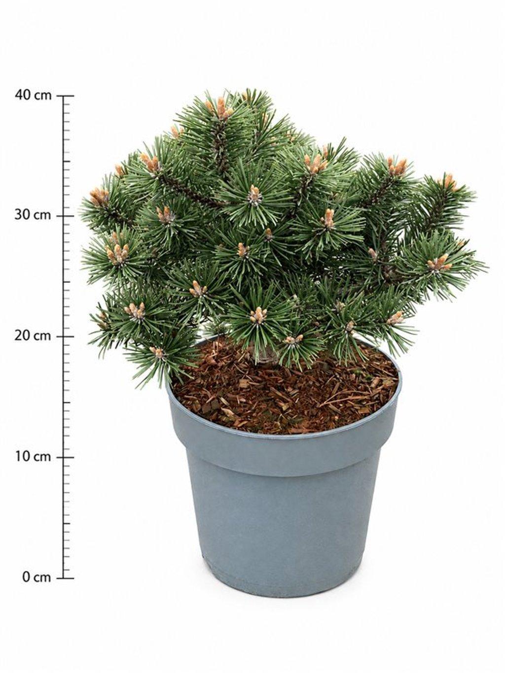 Горшечные цветы и растения оптом Pinus Mugo Humpy от 1шт из Голландии с доставкой по России