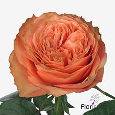Срезанные цветы оптом Rosa large kahala от 50шт из Голландии с доставкой по России