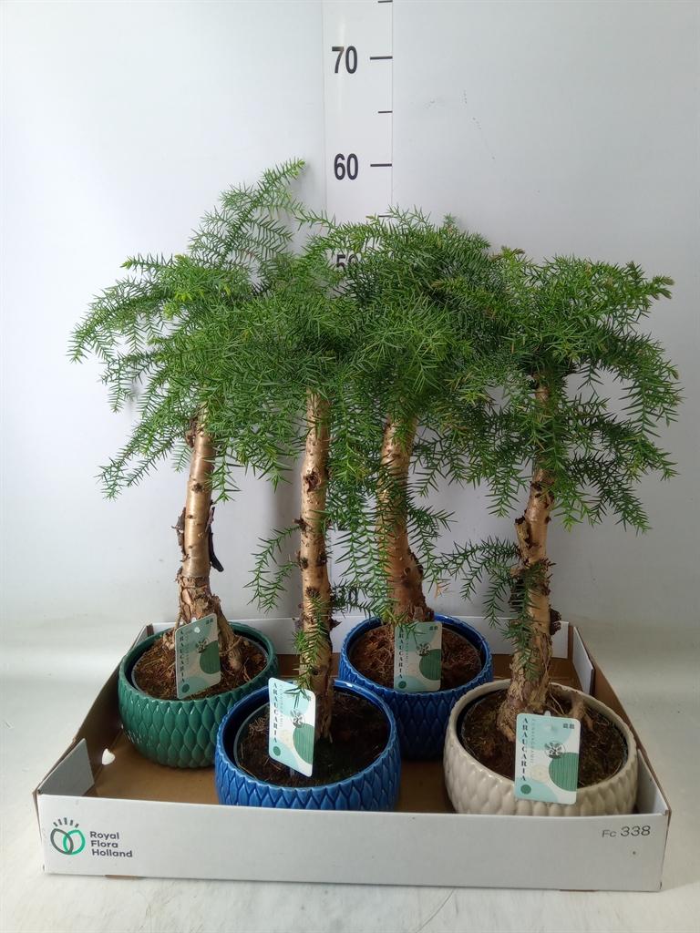 Горшечные цветы и растения оптом Araucaria   ... от 4шт из Голландии с доставкой по России