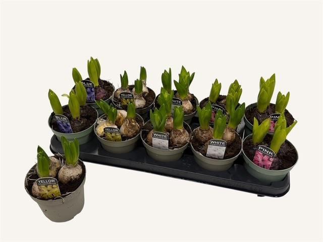 Горшечные цветы и растения оптом Hyacin Oriental Gem от 10шт из Голландии с доставкой по России Горшечные цветы и растения оптом Hyacin Oriental Gem от 10шт из Голландии с доставкой по России