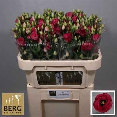 Срезанные цветы оптом Lisianthus do rosita red от 40шт из Голландии с доставкой по России