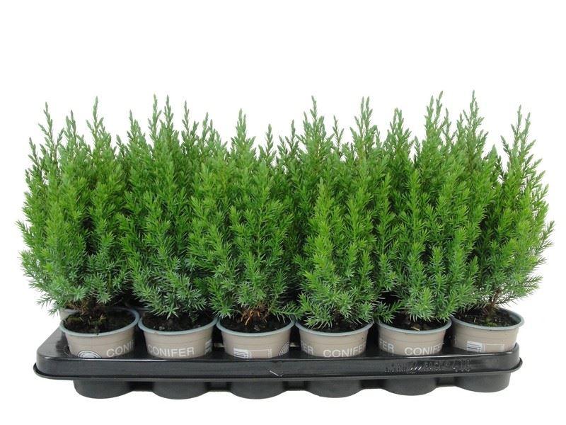 Горшечные цветы и растения оптом Juniperus Chinensis stricta от 18шт (для телеги) из Голландии с доставкой по России