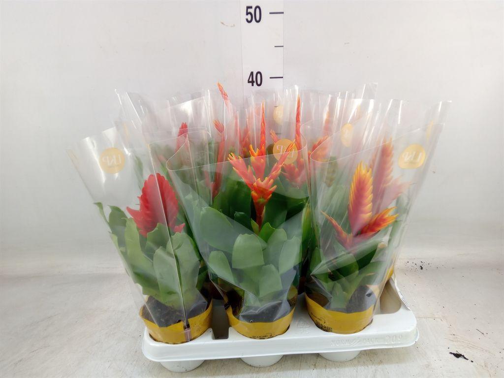 Горшечные цветы и растения оптом Vriesea   ...mix от 9шт из Голландии с доставкой по России