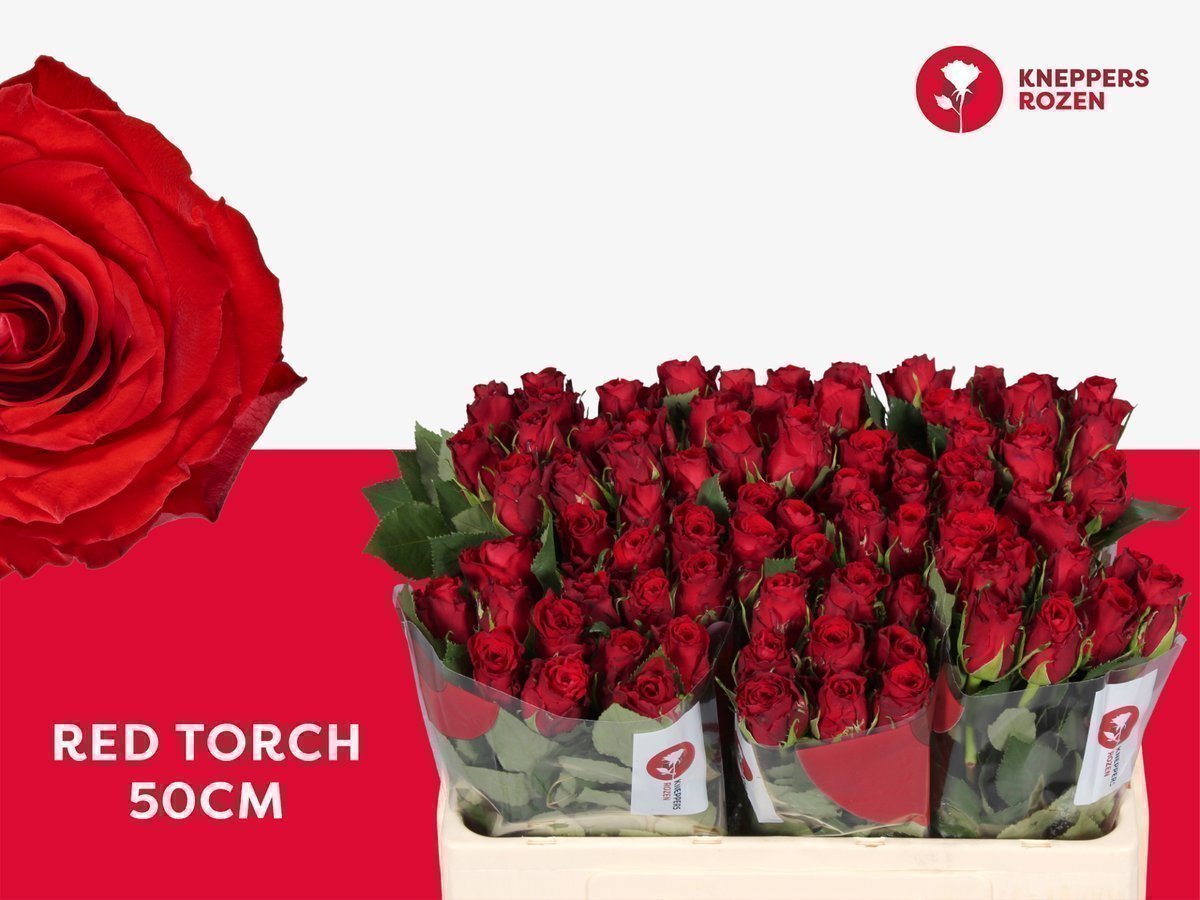Срезанные цветы оптом Rosa large red torch от 80шт. из Голландии с доставкой по России