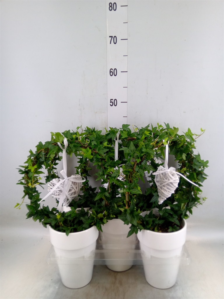 Горшечные цветы и растения оптом Hedera   ...green Leafed от 5шт из Голландии с доставкой по России