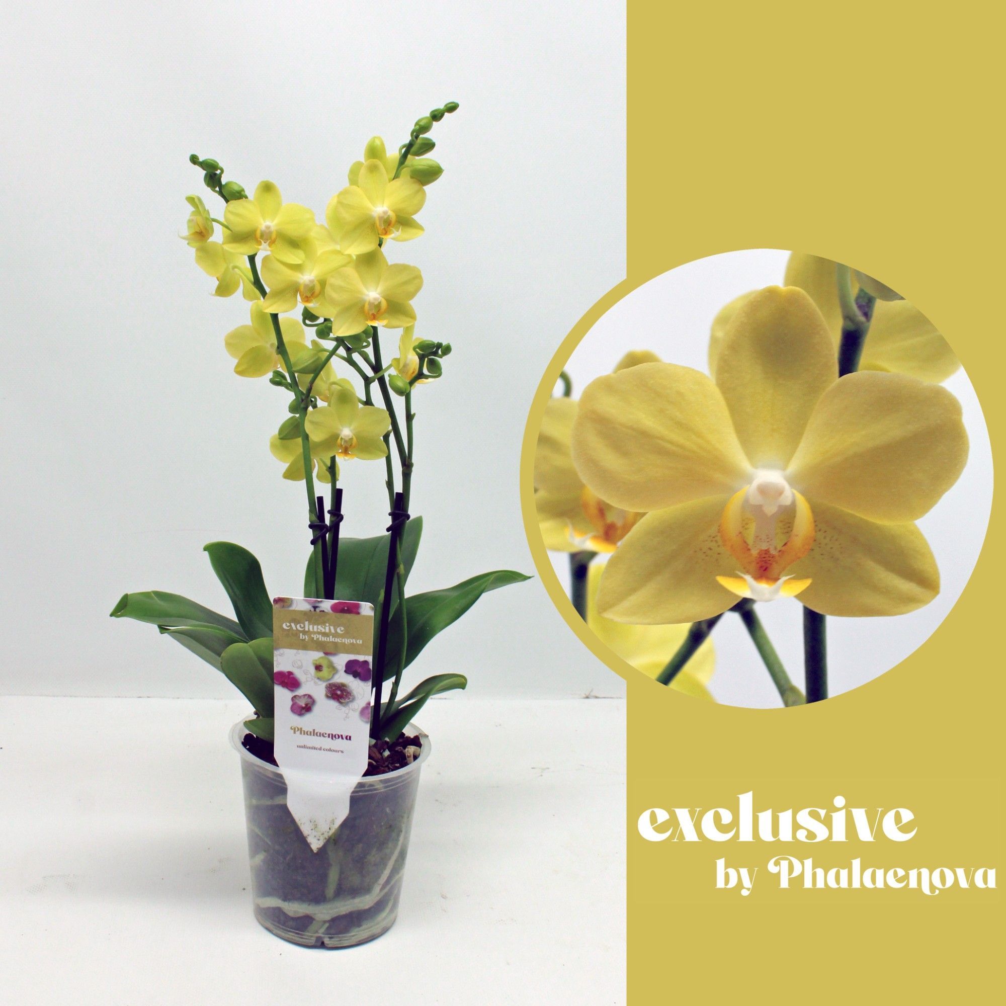 Горшечные цветы и растения оптом Phal 2st La Paz 18+ (phalaenova) от 10шт из Голландии с доставкой по России
