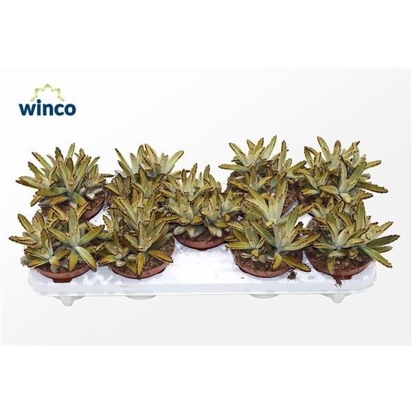 Горшечные цветы и растения оптом Kalanchoe Tomentosa Golden Girl от 8шт из Голландии с доставкой по России