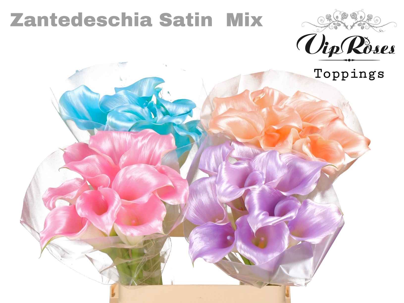 Срезанные цветы оптом Zantedeschia paint satin mix от 40шт из Голландии с доставкой по России