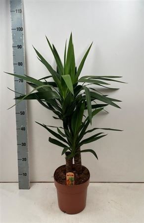 Горшечные цветы и растения оптом Yucca 45-15 Cm от 1шт из Голландии с доставкой по России