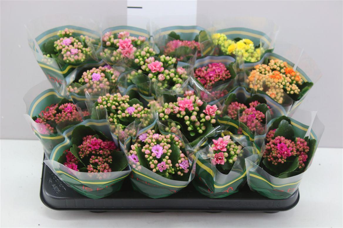 Горшечные цветы и растения оптом Kalanchoe Calandiva Mix от 16шт (для телеги) из Голландии с доставкой по России