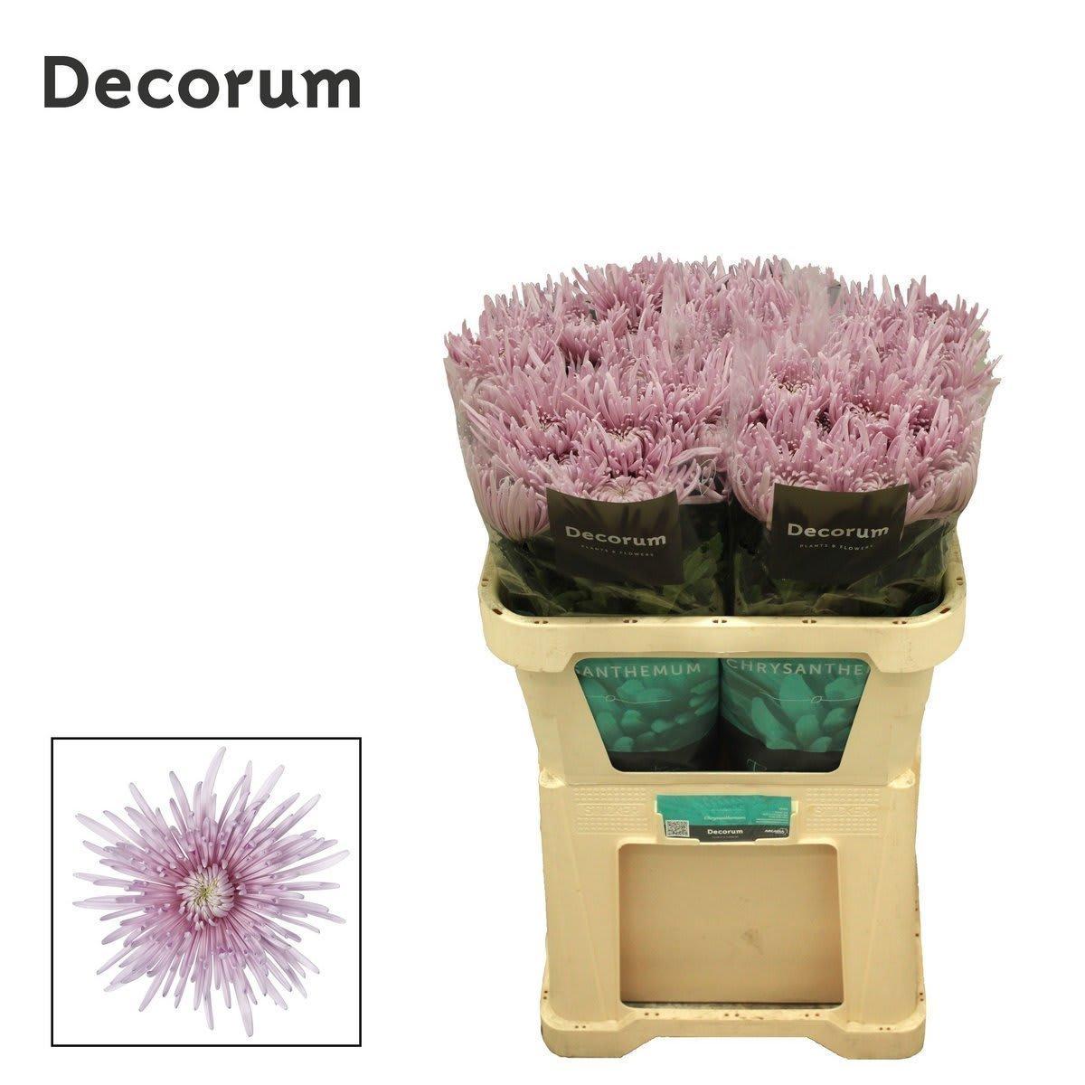 Срезанные цветы оптом Chrys bl cipria от 50шт из Голландии с доставкой по России