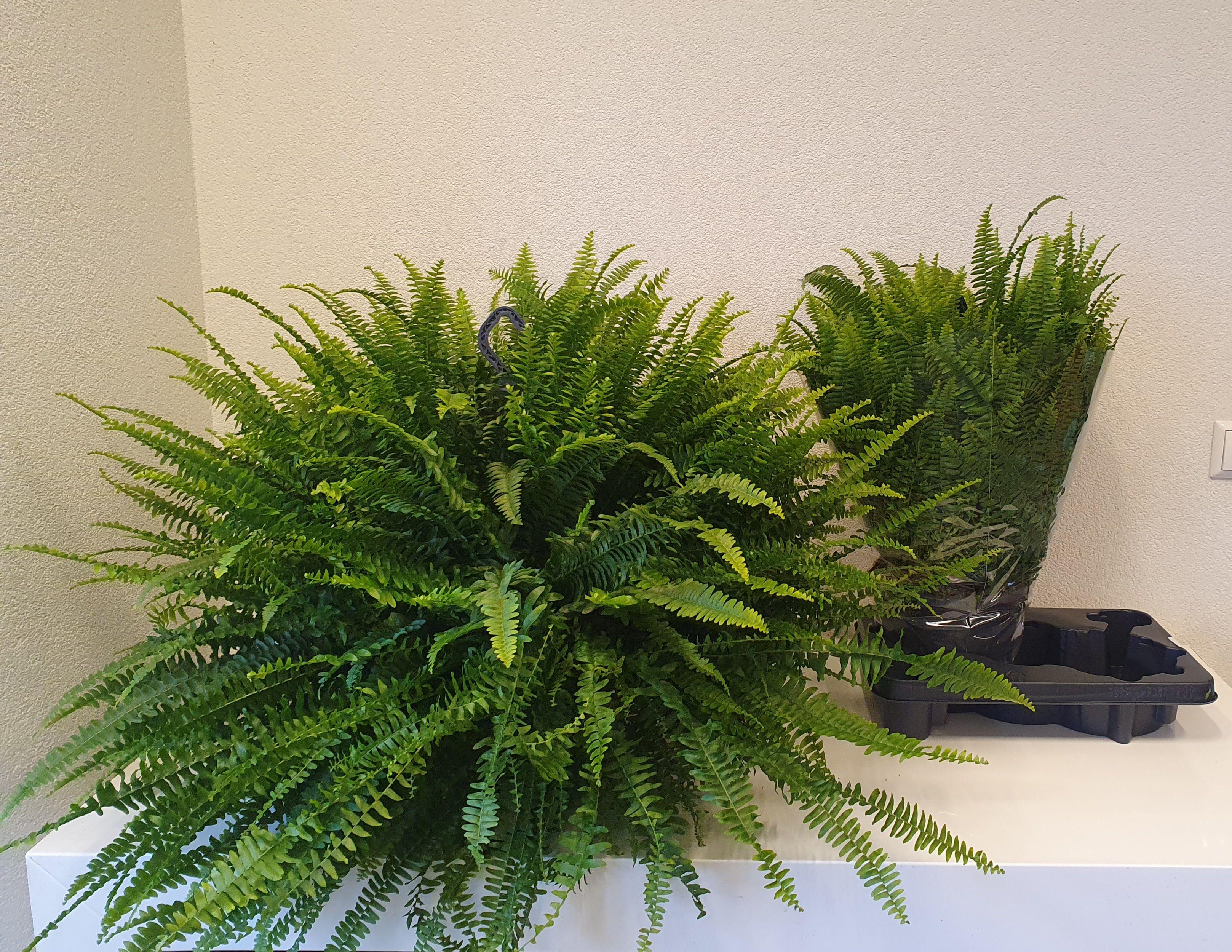 Горшечные цветы и растения оптом Nephr Ex Green Lady от 2шт из Голландии с доставкой по России