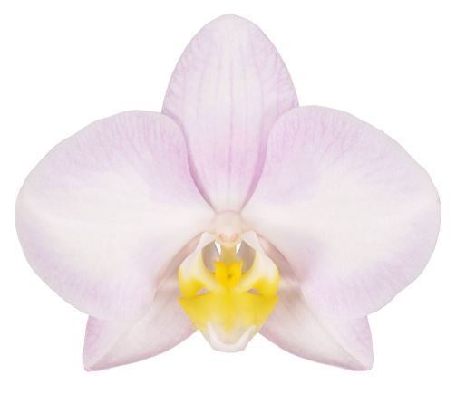 Горшечные цветы и растения оптом Phalaenopsis   ...salmon от 4шт из Голландии с доставкой по России