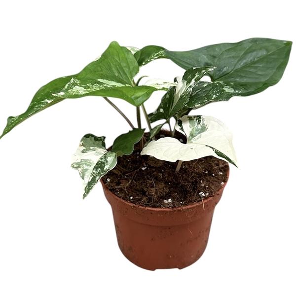 Горшечные цветы и растения оптом Syngonium Albo Variegata от 1шт из Голландии с доставкой по России