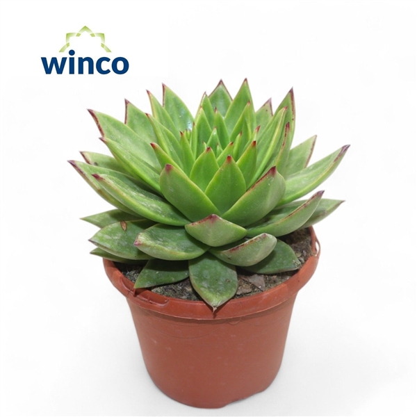 Горшечные цветы и растения оптом Echeveria Lipstick от 4шт из Голландии с доставкой по России