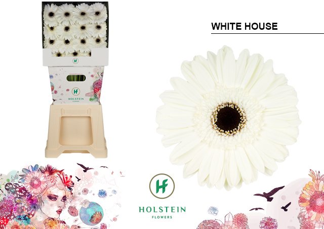 Срезанные цветы оптом Gerbera diamond white house от 45шт. из Голландии с доставкой по России