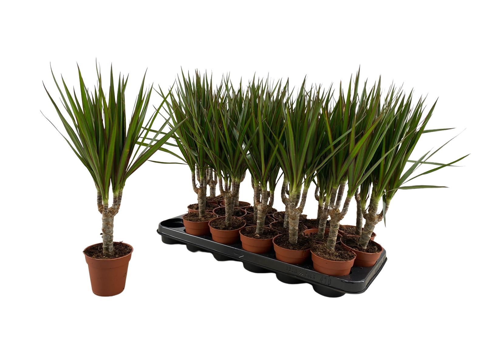 Горшечные цветы и растения оптом Dracaena Marg. от 12шт (для телеги) из Голландии с доставкой по России